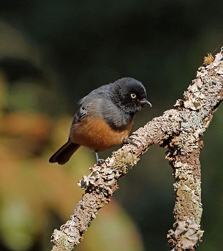 Rufous-bellied tit